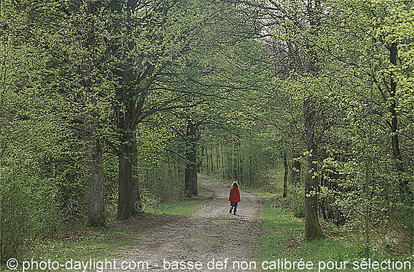 bois au printemps